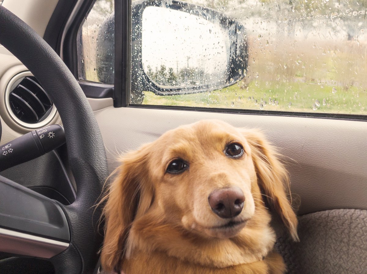 sherryspapa's tweet image. 4月2日　🚶10:10start　☁🌧️8℃
散歩始めたら少しずつ降ってきて
慌てて駐車場までダッシュ💨

少し車の中で待ってましたが
そのまま今日のお散歩は終了♪

#ミニチュアダックス 
#mdachsマリーの日常
#pixel5 #スマホ撮影