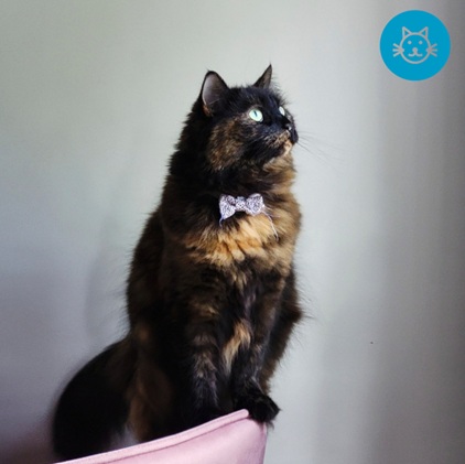 CAP_UK's tweet photo. Are your animal-featuring ads looking more like a wild badger than our very own celebrity dainty feline? Our top tips will help you turn ads featuring the most stubborn mule into a world-class stallion.
https://t.co/Lg7wVojbTe https://t.co/dtk2ZGdmqD