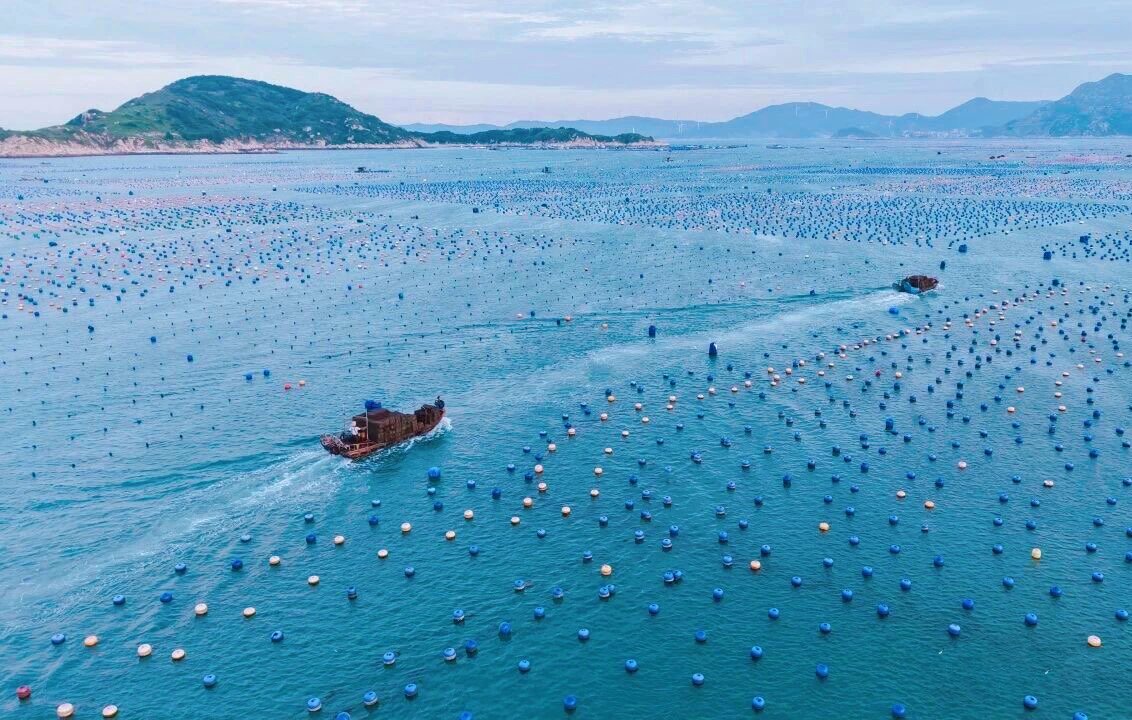 HolaFujian's tweet image. 😍 Prime and Plump! 😋
As spring warms the waters, 500 million spring abalones are hitting the shelves across Lianjiang, Fuzhou—the hometown of China's abalone. After a full winter of fattening, this year's spring abalones boast exceptional quality, with flesh that is extra