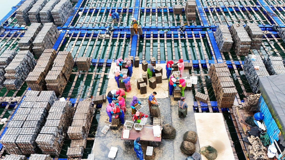 HolaFujian's tweet image. 😍 Prime and Plump! 😋
As spring warms the waters, 500 million spring abalones are hitting the shelves across Lianjiang, Fuzhou—the hometown of China's abalone. After a full winter of fattening, this year's spring abalones boast exceptional quality, with flesh that is extra