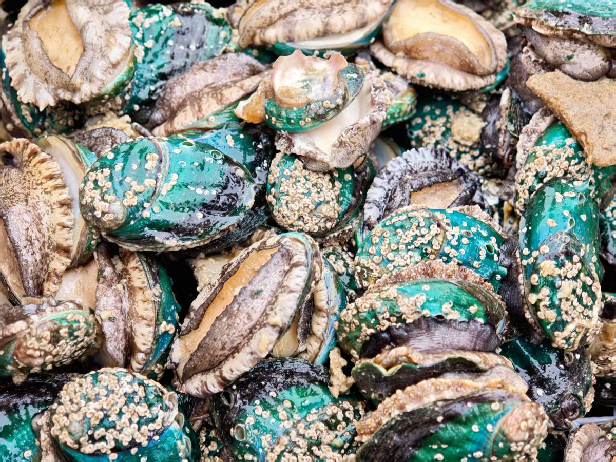 HolaFujian's tweet image. 😍 Prime and Plump! 😋
As spring warms the waters, 500 million spring abalones are hitting the shelves across Lianjiang, Fuzhou—the hometown of China's abalone. After a full winter of fattening, this year's spring abalones boast exceptional quality, with flesh that is extra