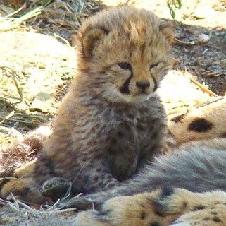 angry paprika tweet media