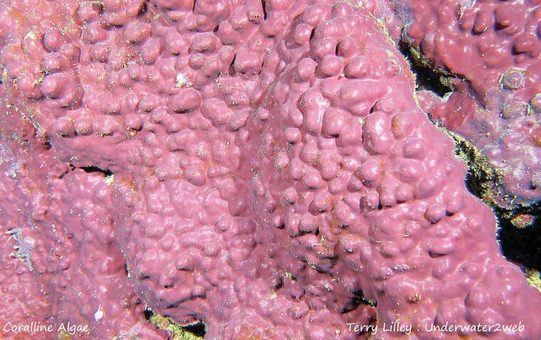 Ryan Garner tweet media