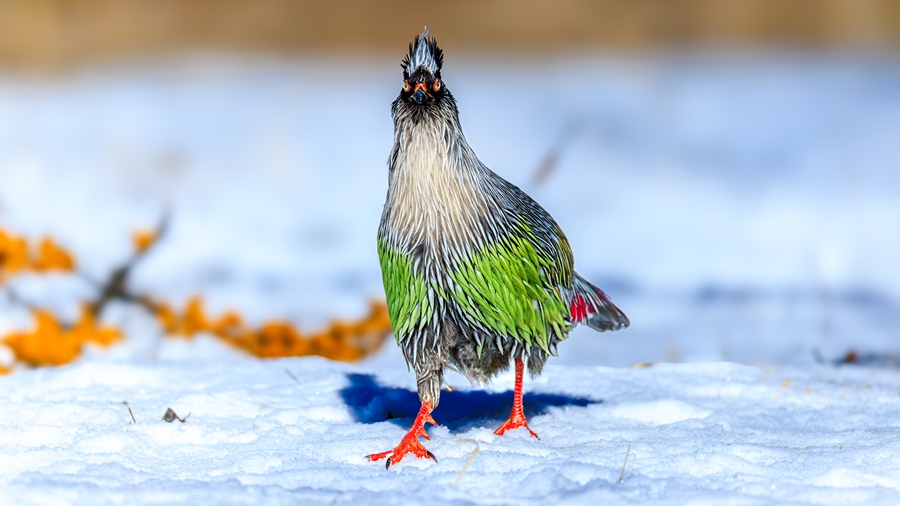 Beautiful China tweet media