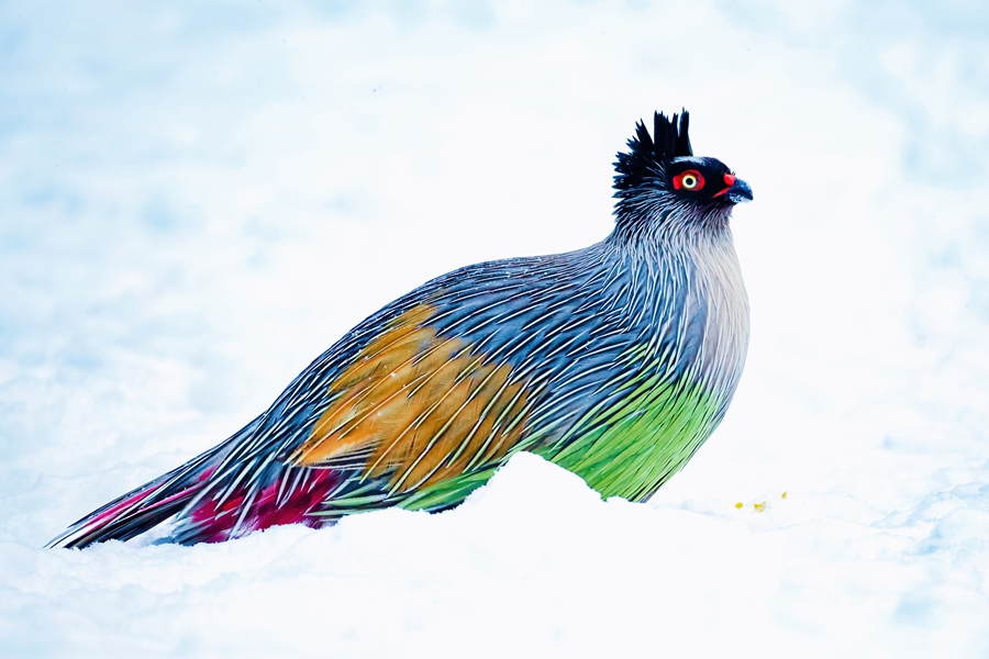 Beautiful China tweet media