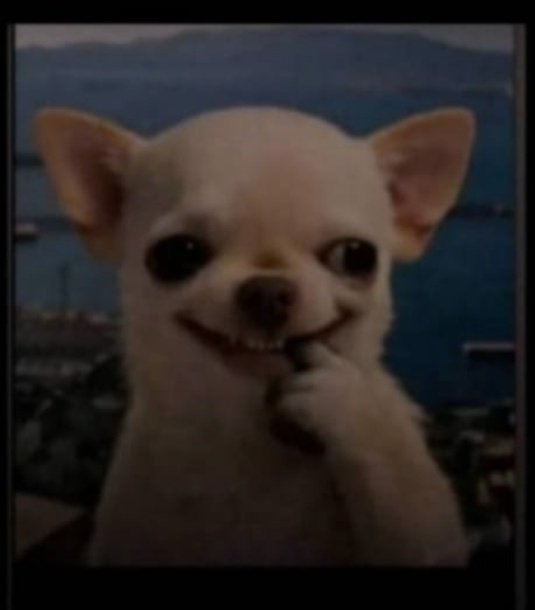 big timi tweet media