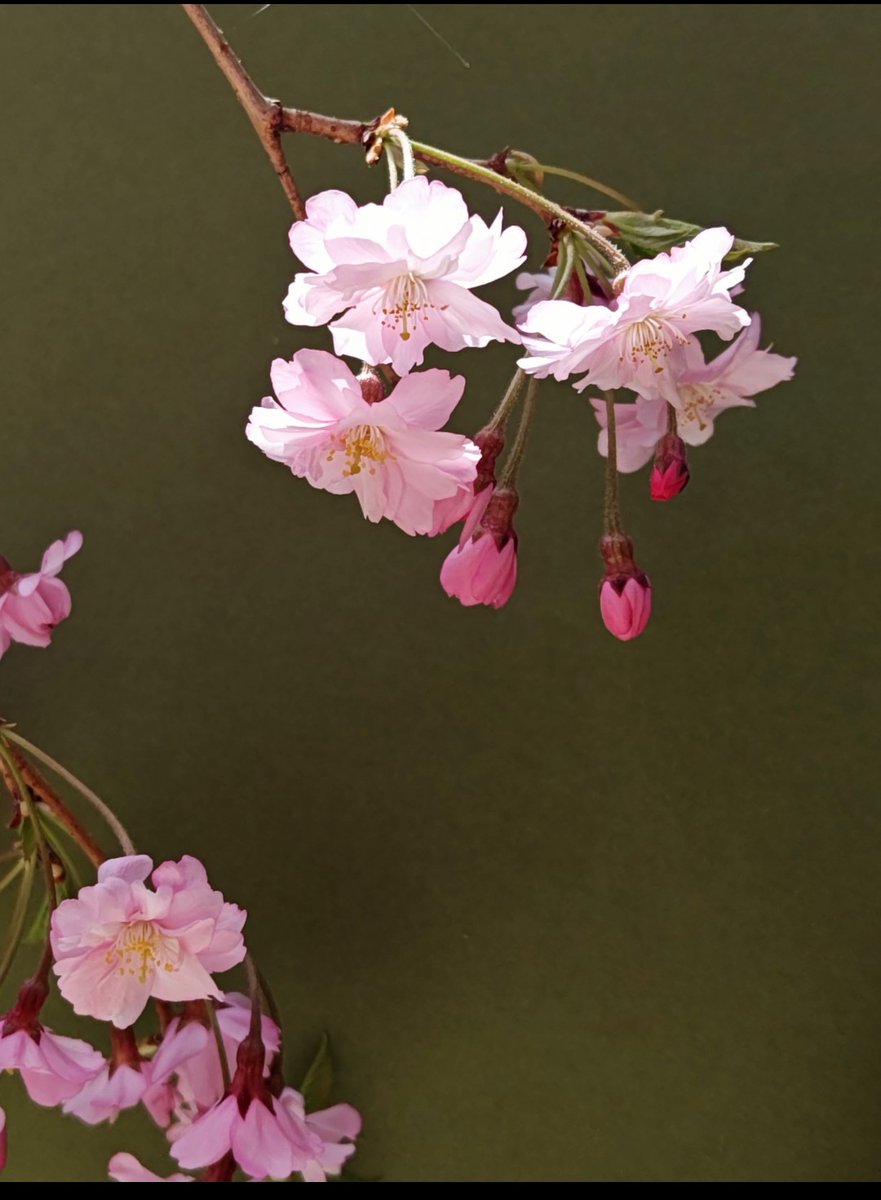 カール高橋 tweet media