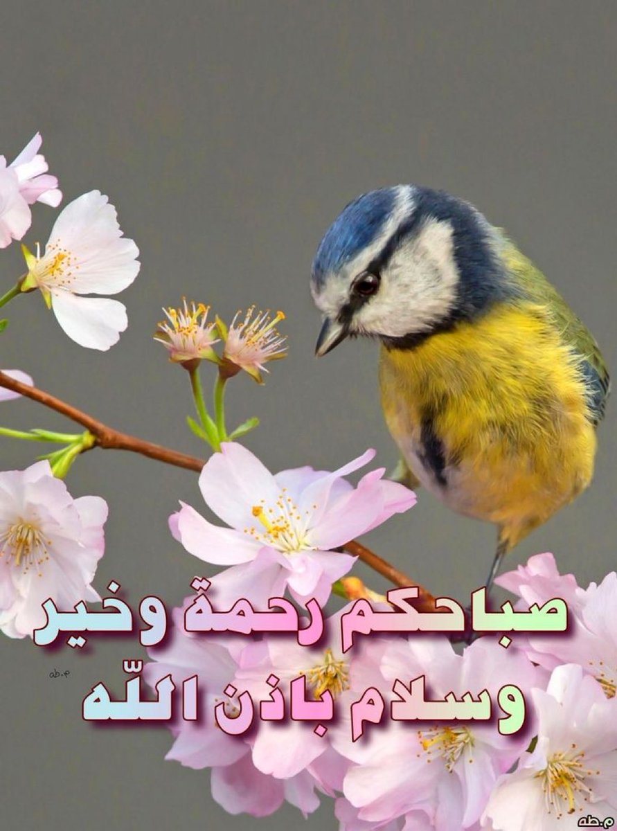 Khadija Alshaikh (@khadijaalshaik9) on Twitter photo 