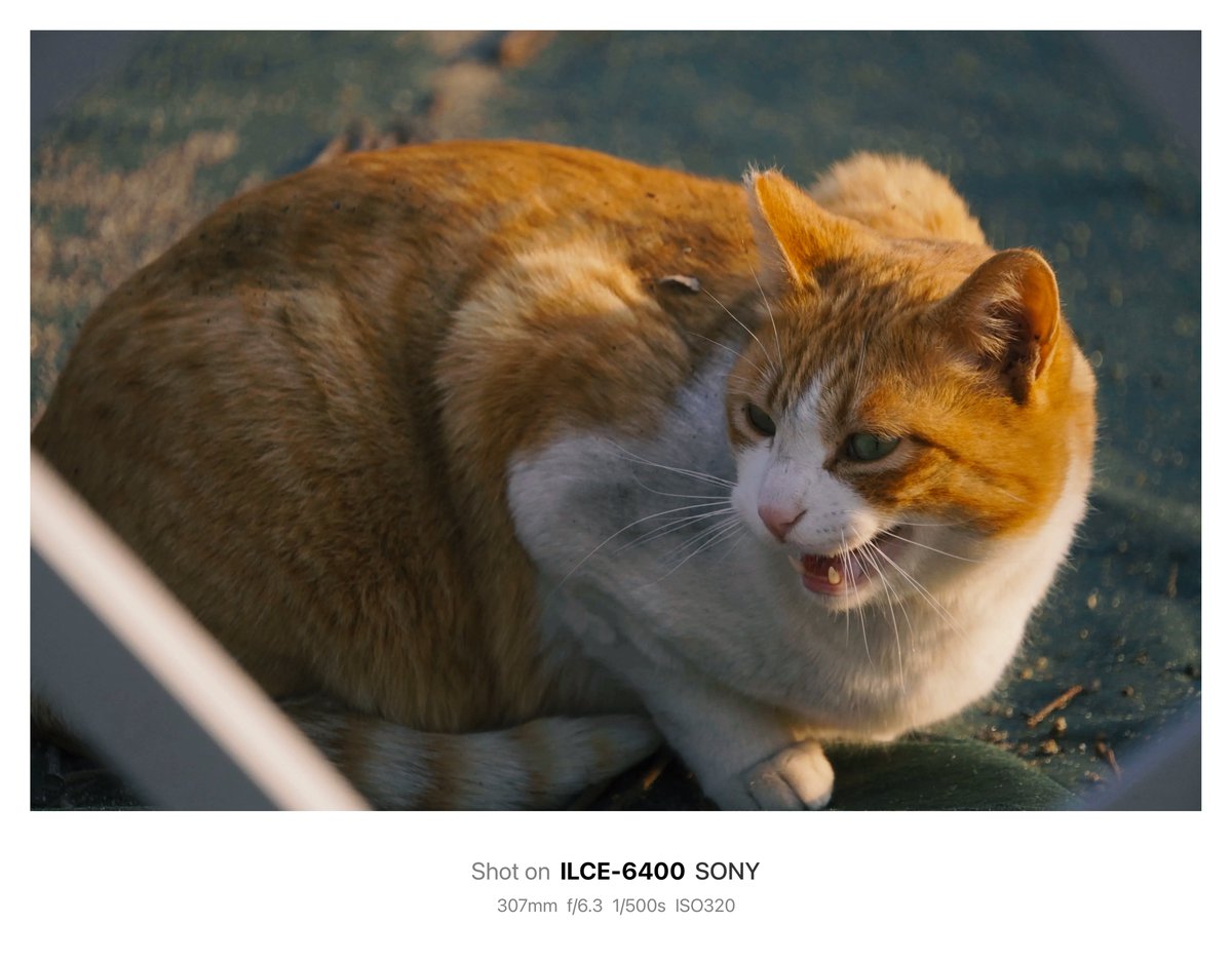 晴芽 ハルメ 🌱 tweet media