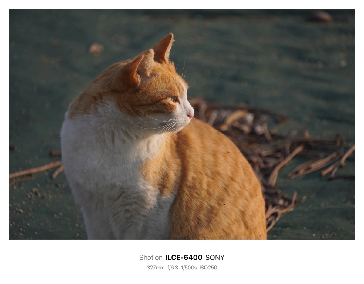 晴芽 ハルメ 🌱 tweet media