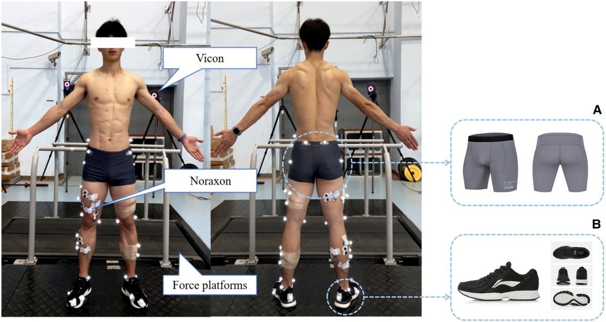 BasVanHooren's tweet photo. New paper led by Qin Zhang where we show that runners with greater muscle strength show lower muscle activation during running

Mechanistically, hypertrophy enhances a fibers’ force capacity, thereby decreasing the need to recruit motor units

Full-text
https://t.co/iT3tnd4mjJ https://t.co/rKeChDhrvA