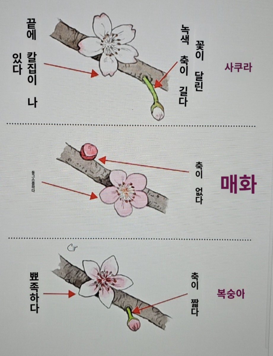 루리루아 tweet media