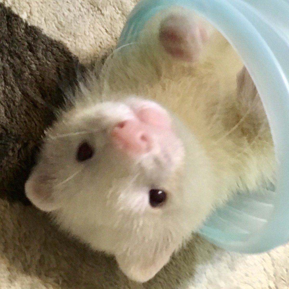 龍ちゃん＠鼬様＋絵 tweet media