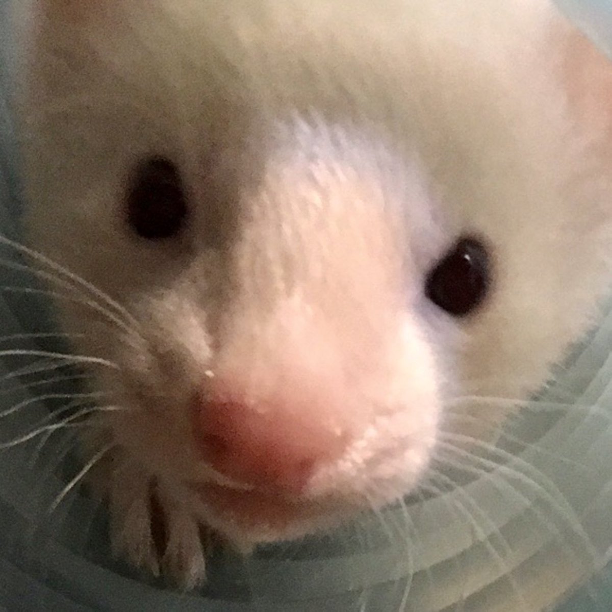 龍ちゃん＠鼬様＋絵 tweet media