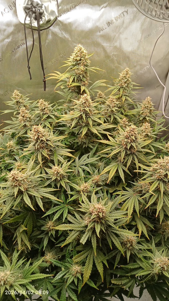 MacCheech tweet media