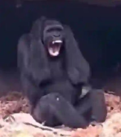 PhD In Liquidity tweet media