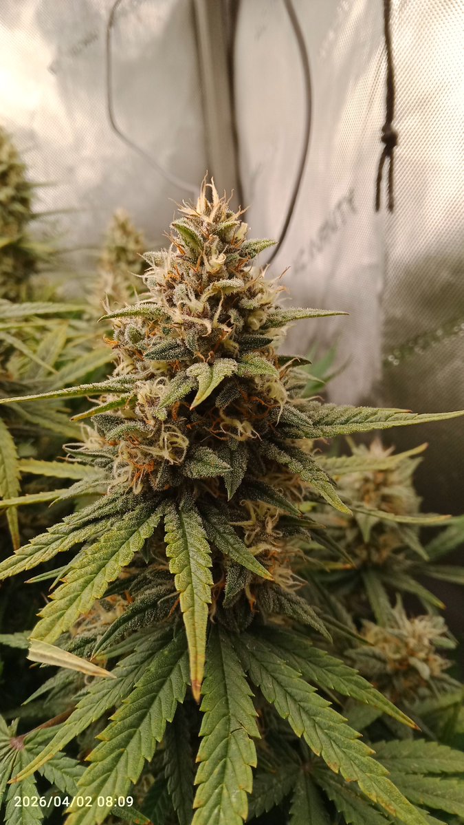 MacCheech tweet media