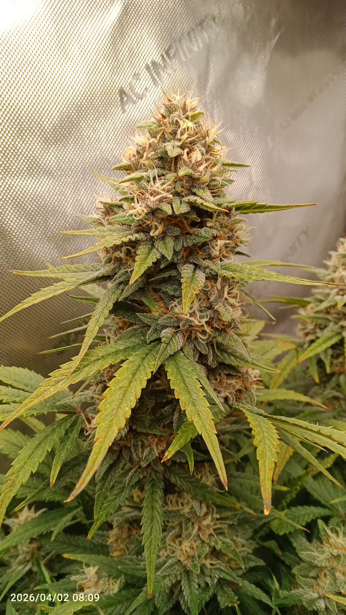 MacCheech tweet media