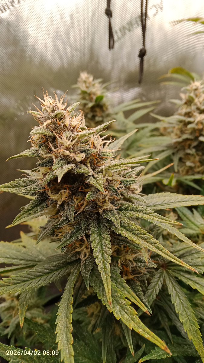 MacCheech tweet media