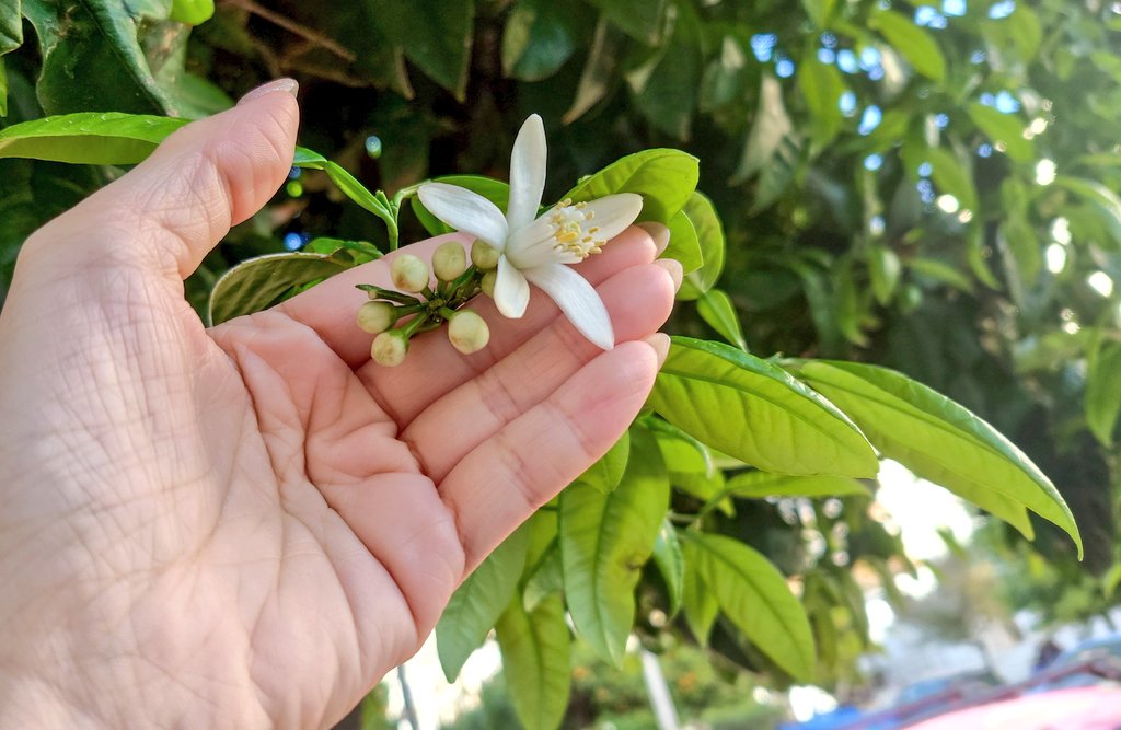 ふたば tweet media