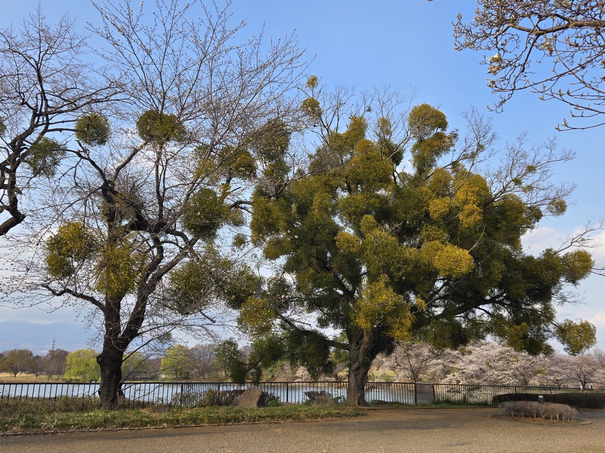 venurse's tweet photo. #ヴィーナース 公式サイトの #ハーブコラム を更新しました。
【#ミスルトゥ（#ヤドリギ）の不思議な生態】

コラムの全文はこちら↓
https://t.co/SeooUjrImo

#venurse
#venurseherbs https://t.co/xdgi7EGSee