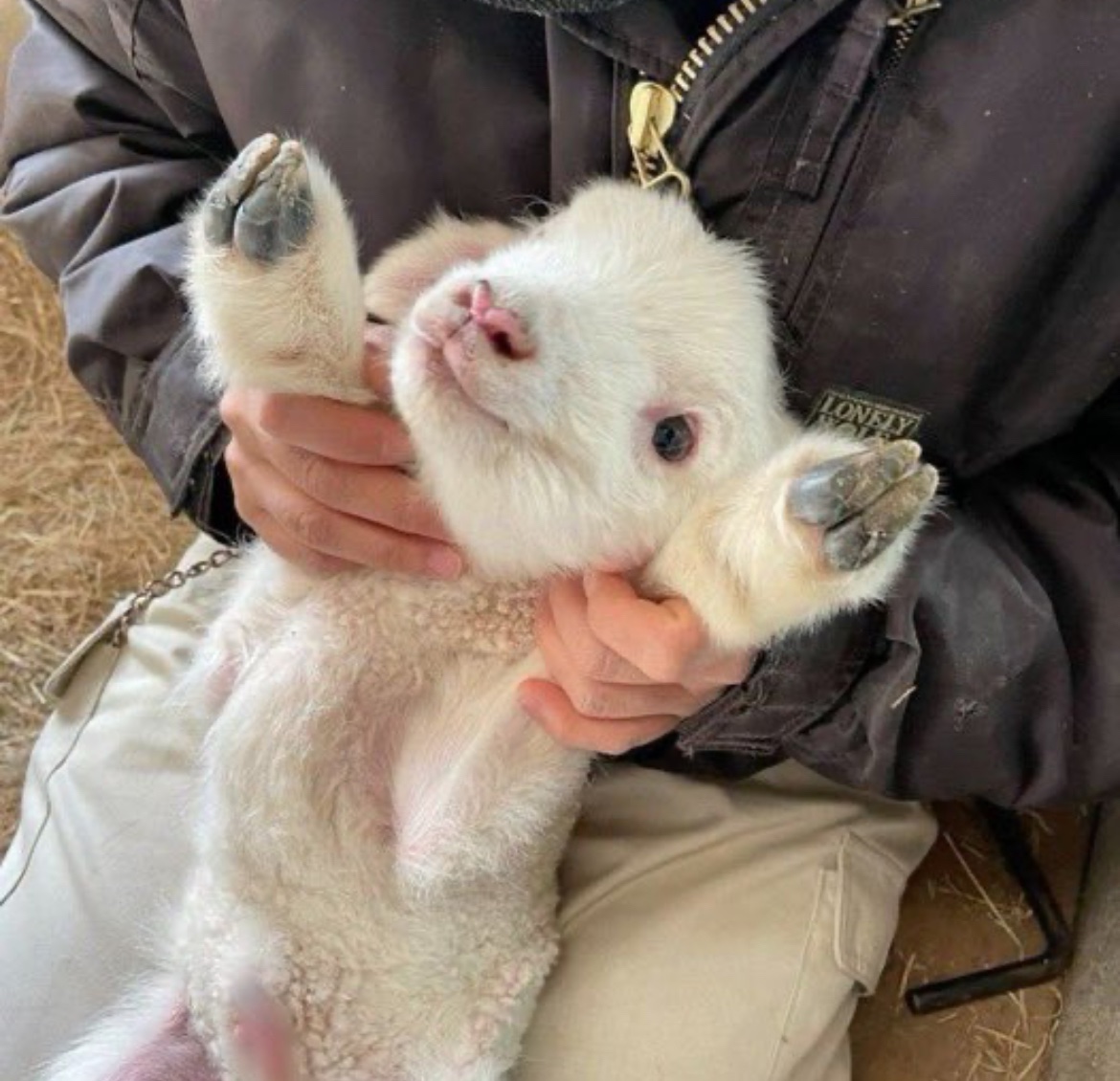 犬しか勝たん tweet media