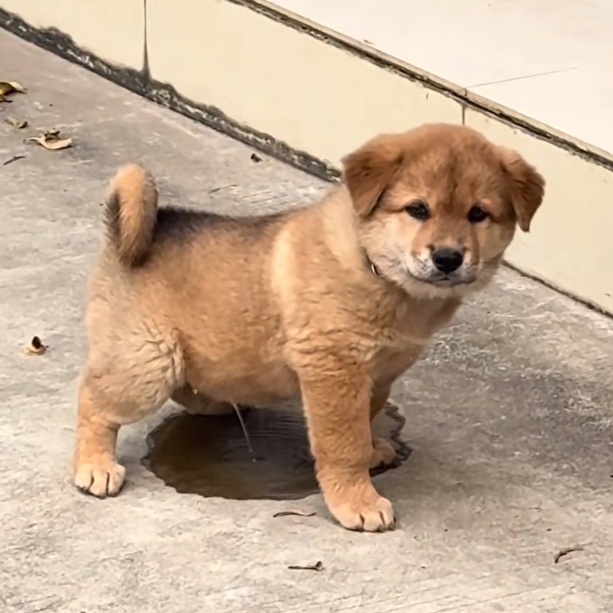 takemybear 🐶 tweet media