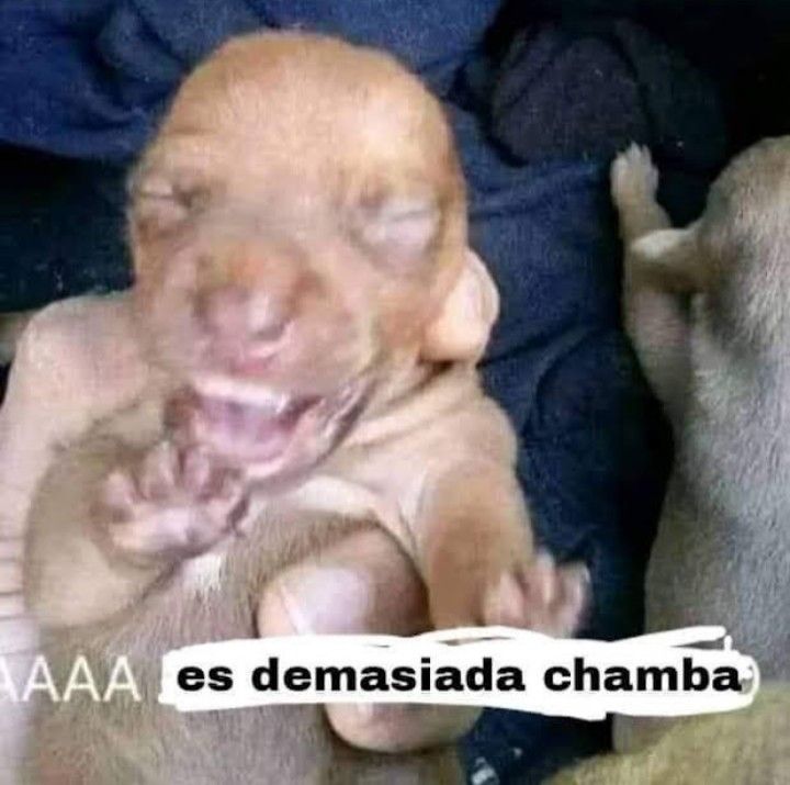 Alex | denme chilito Version's tweet media