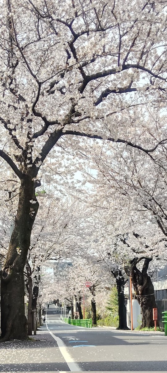 kat_tsu's tweet photo. ついに花粉症の薬を処方してもらう。なぜもっと早くしなかったのだろう… むちゃくちゃ快適に過ごせておりますｯ🙏 稽古もとっても快調‼️ #theater045syndicate #鹿

絶賛ご予約承り中ｯ‼️
TAK in KAAT  #THRESHOLD
4/23㈭〜26㈰
@ KAAT神奈川芸術劇場大スタジオ
🎫ご予約👇️
https://t.co/gf0PPPCZyv https://t.co/qlzGhuoGRo
