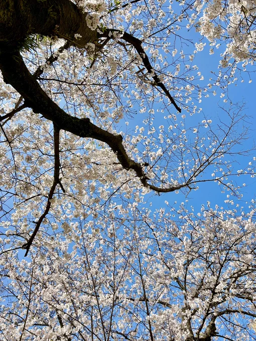父との面会終わった。 長崎は桜が満開だね。 故郷の桜を見れたよ。 柴田亜美
