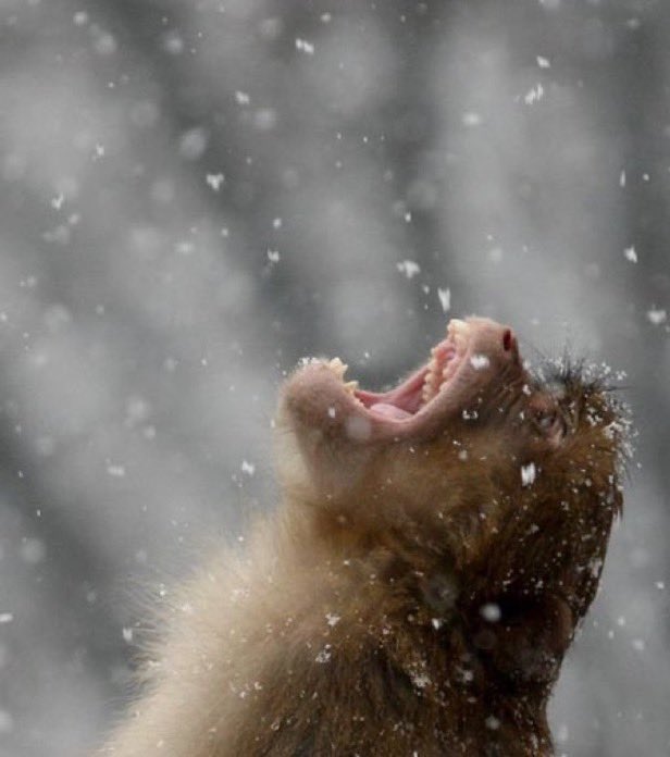 藤井波浪 tweet media