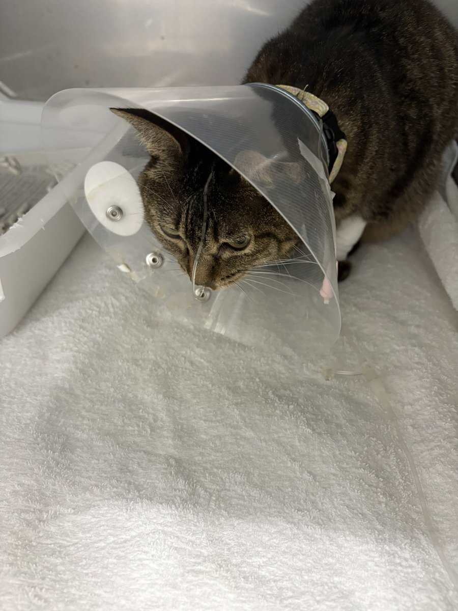 きなこさんとよもぎさんの召使い tweet media