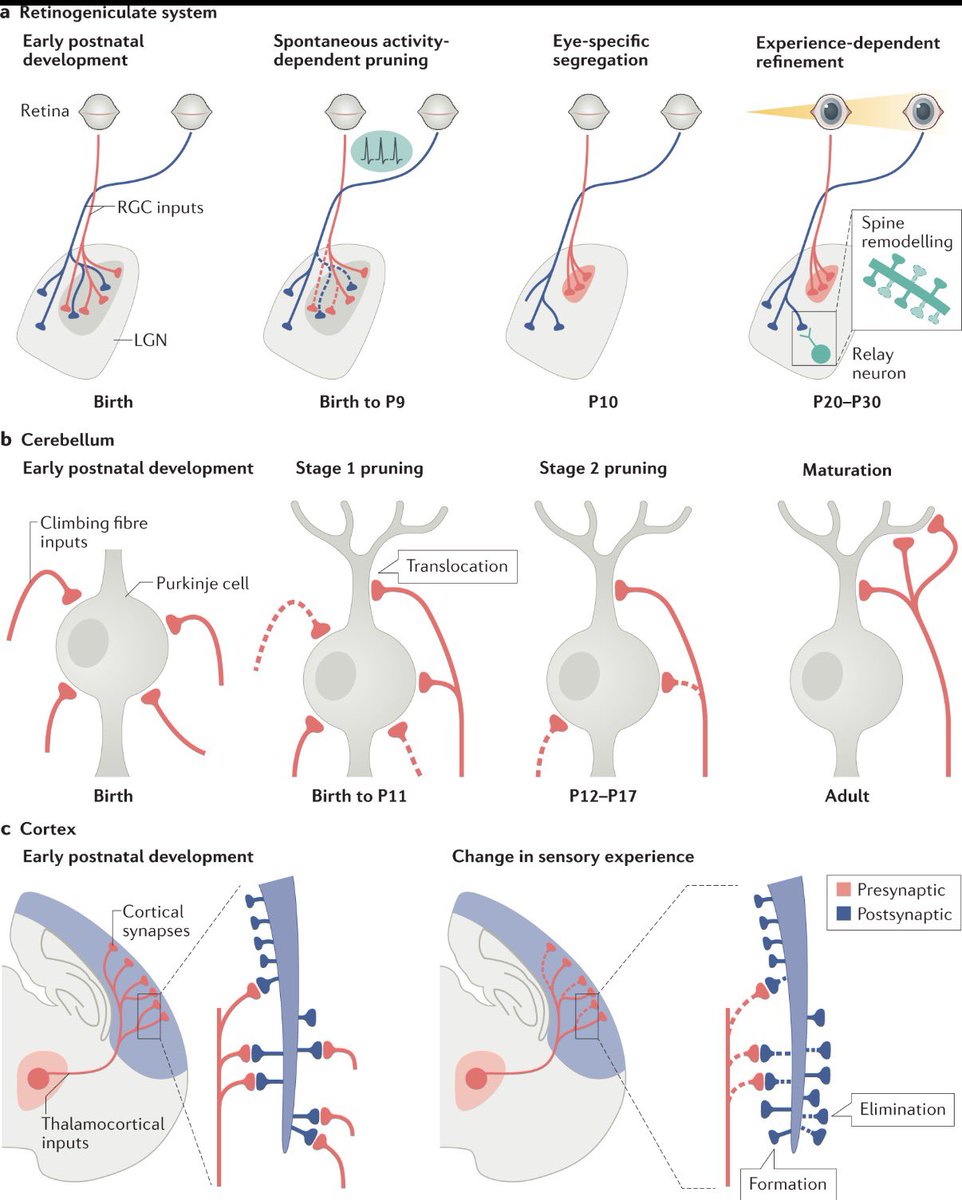 Big Chops tweet media