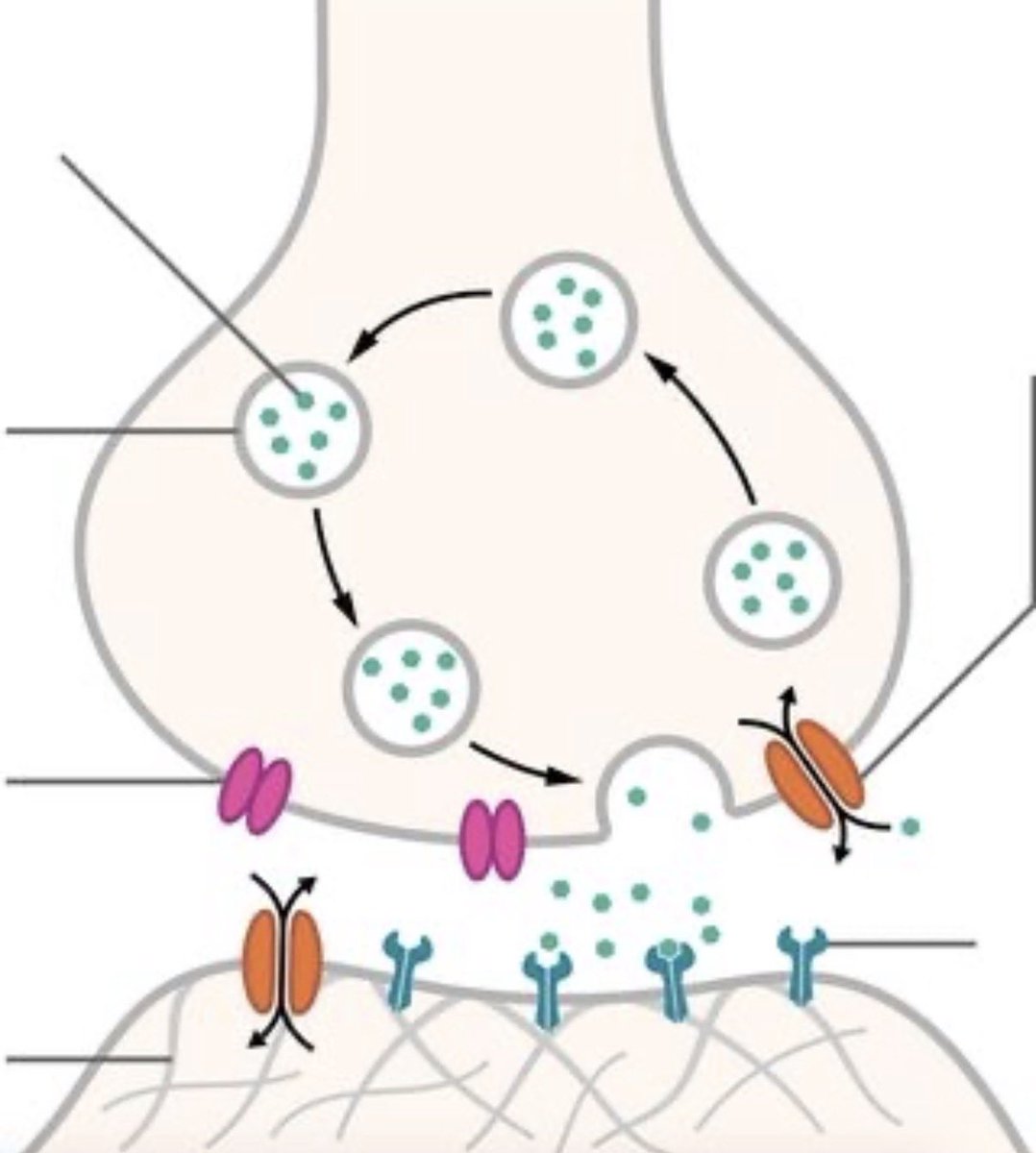 Big Chops tweet media