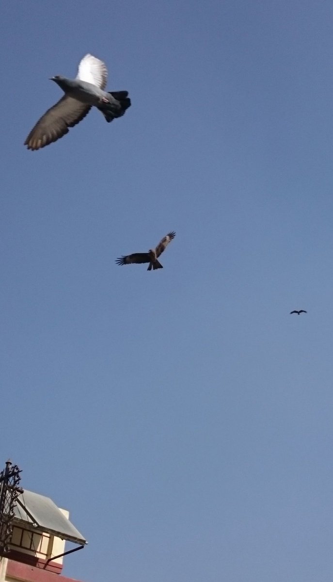 अनलराज भट्टराई tweet media