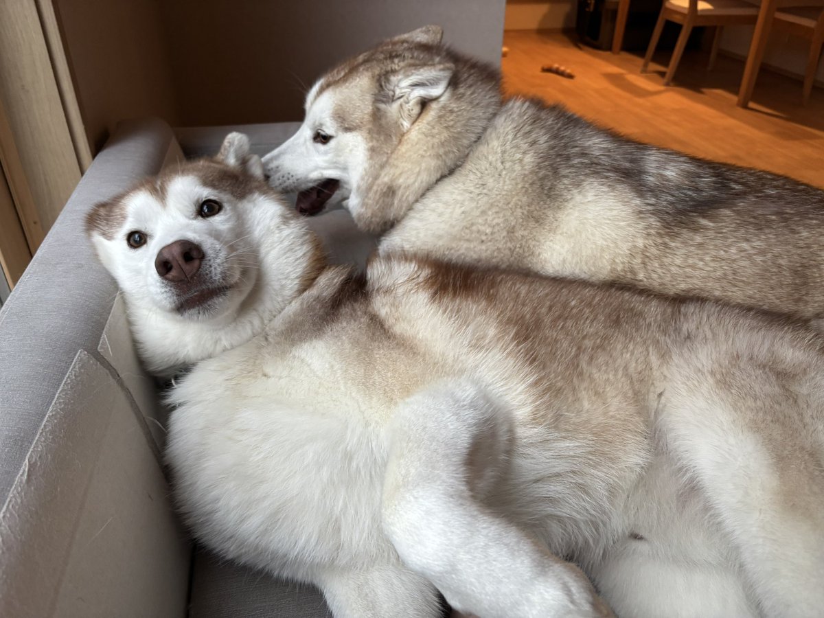 アイリス＆ナイト父娘 tweet media