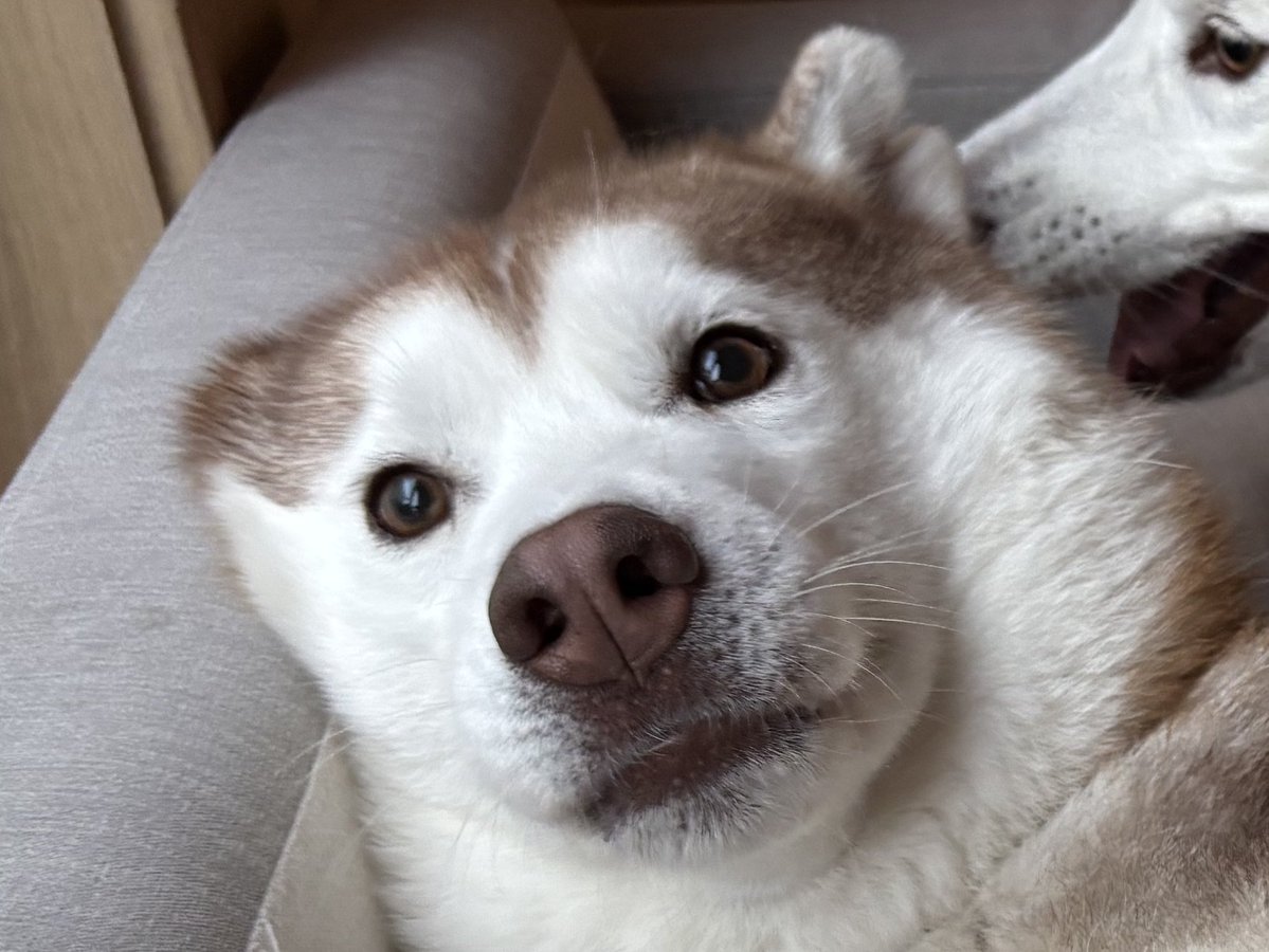 アイリス＆ナイト父娘 tweet media