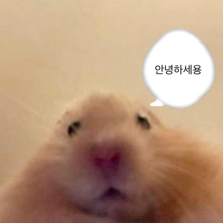 모렛 molette° tweet media