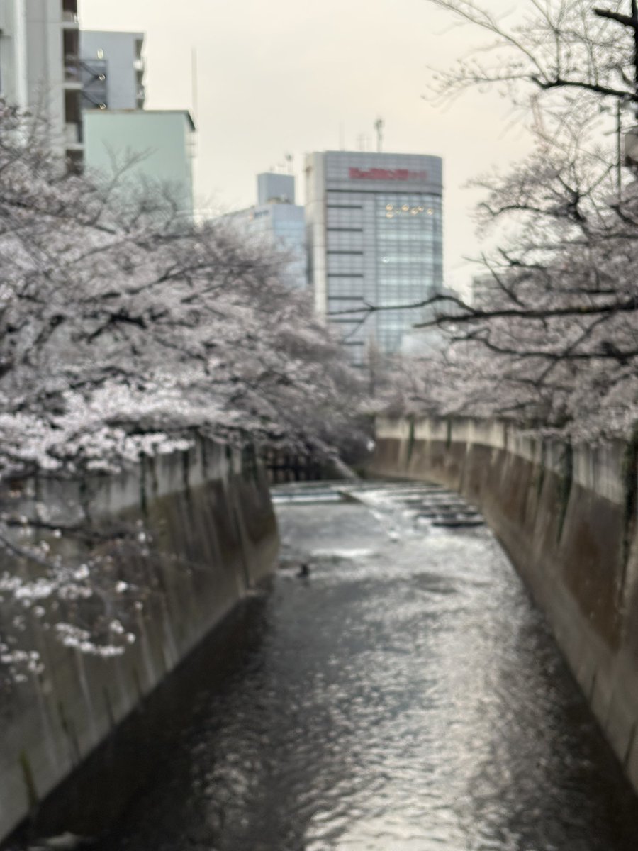 マルパ🍦 tweet media