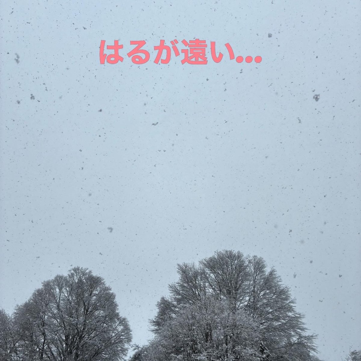 青森県新郷村（しんごうむら）公式 tweet media