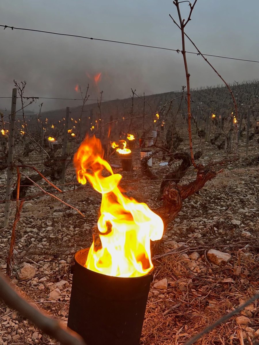 meteo_89's tweet image. 🥶🌱 Les vignerons du Chablisien viennent d’essuyer une troisième nuit de #gel en une semaine. La température s’est abaissée jusqu’à -3.1°C ce jeudi matin. 

📸 G. Montenegro &amp;amp; T. Beaucamp. #Yonne #Chablis
