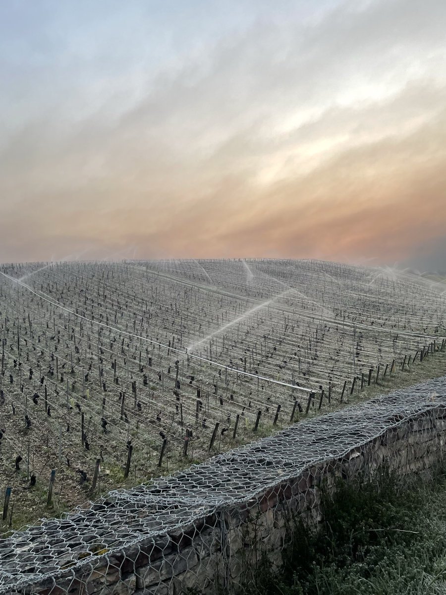 meteo_89's tweet image. 🥶🌱 Les vignerons du Chablisien viennent d’essuyer une troisième nuit de #gel en une semaine. La température s’est abaissée jusqu’à -3.1°C ce jeudi matin. 

📸 G. Montenegro &amp;amp; T. Beaucamp. #Yonne #Chablis