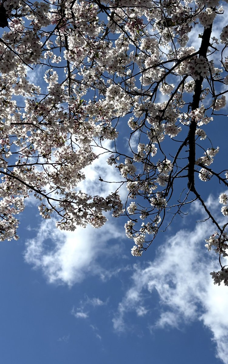 笹乃さい✴︎ブループランター2巻2/12 tweet media