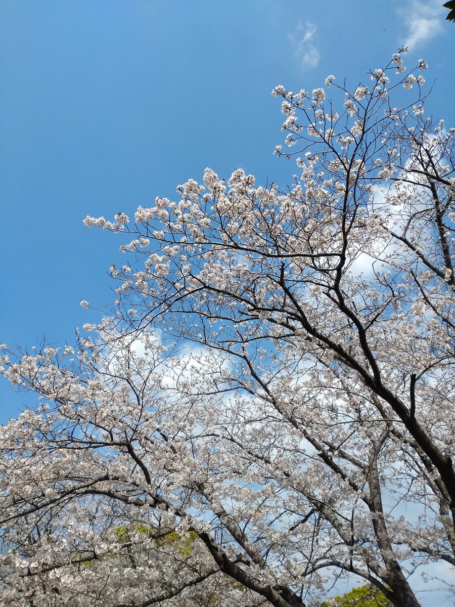 ビッキ tweet media