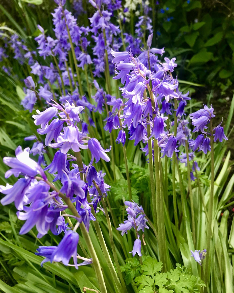 melanie_mjk's tweet image. Bluebells, such pretty violet blooms, lovely to see them putting on their Spring display. Happy Thursday everyone! 🌞💜🪻#Springtime #Springflowers #Thursdaythoughts #Thursdayvibes