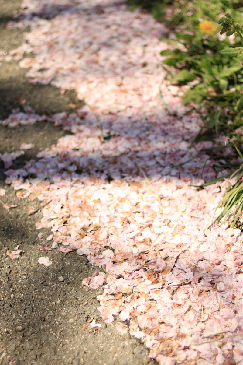 ｸﾏｯﾋﾟ tweet media