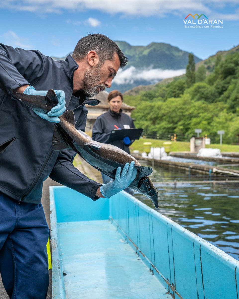 Val d'Aran tweet media