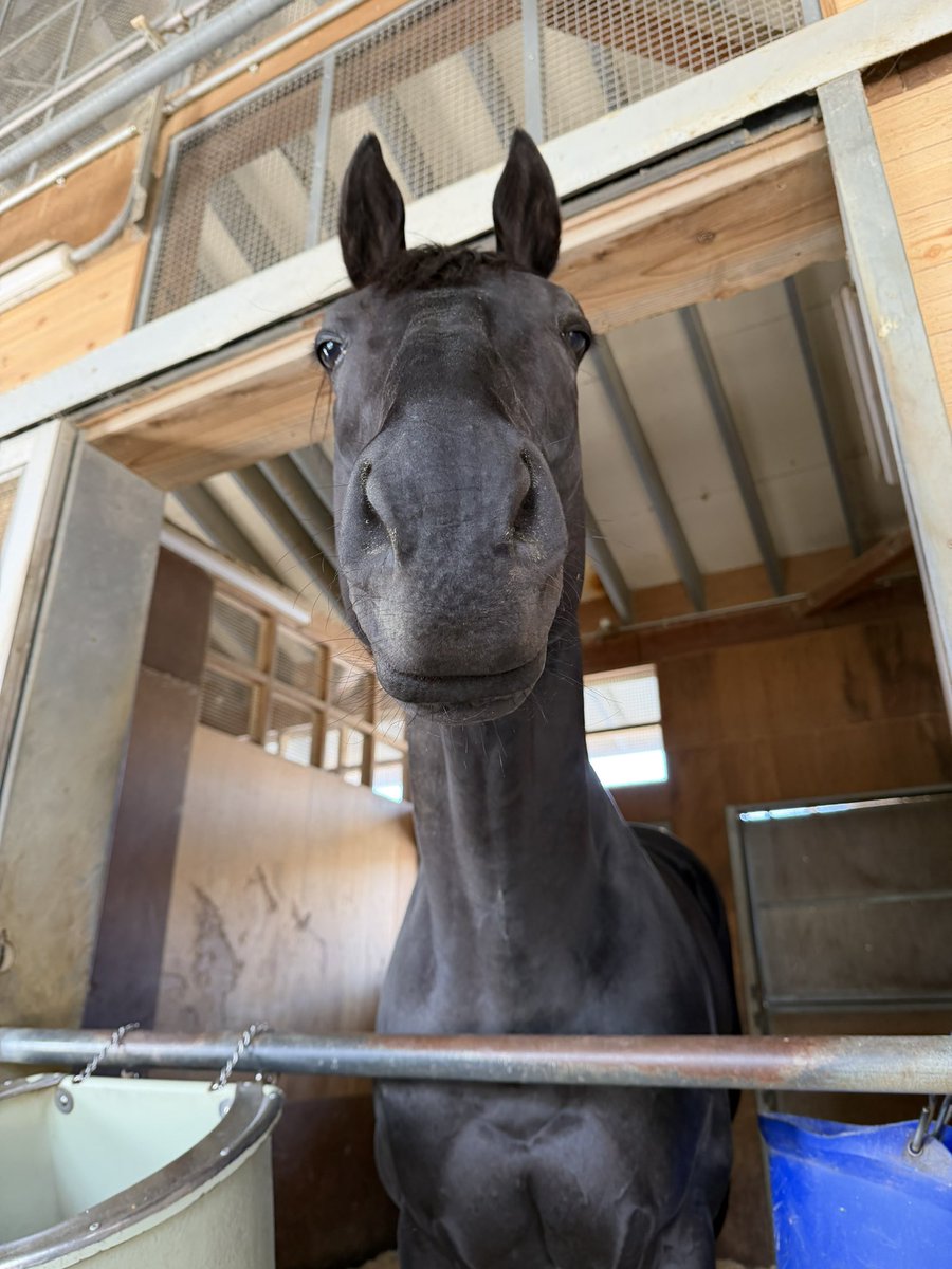 今村聖奈 tweet media