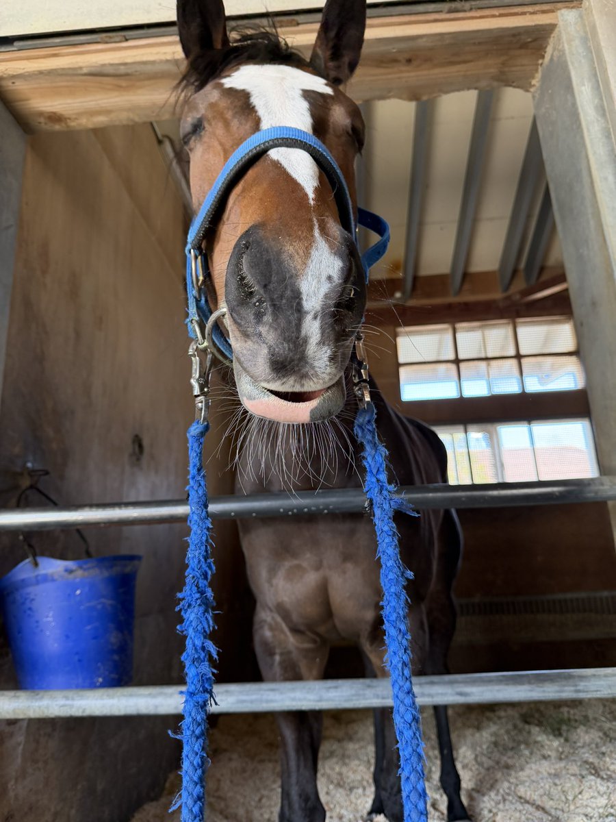 今村聖奈 tweet media