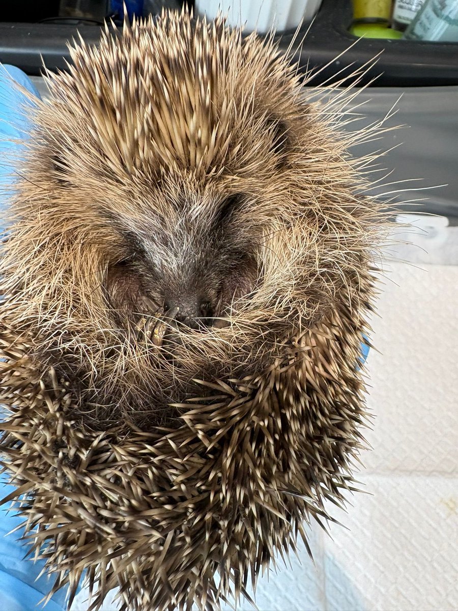 Prickle Lodge - Hedgehog Rescue tweet media